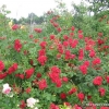 Paul's Scarlet Climber